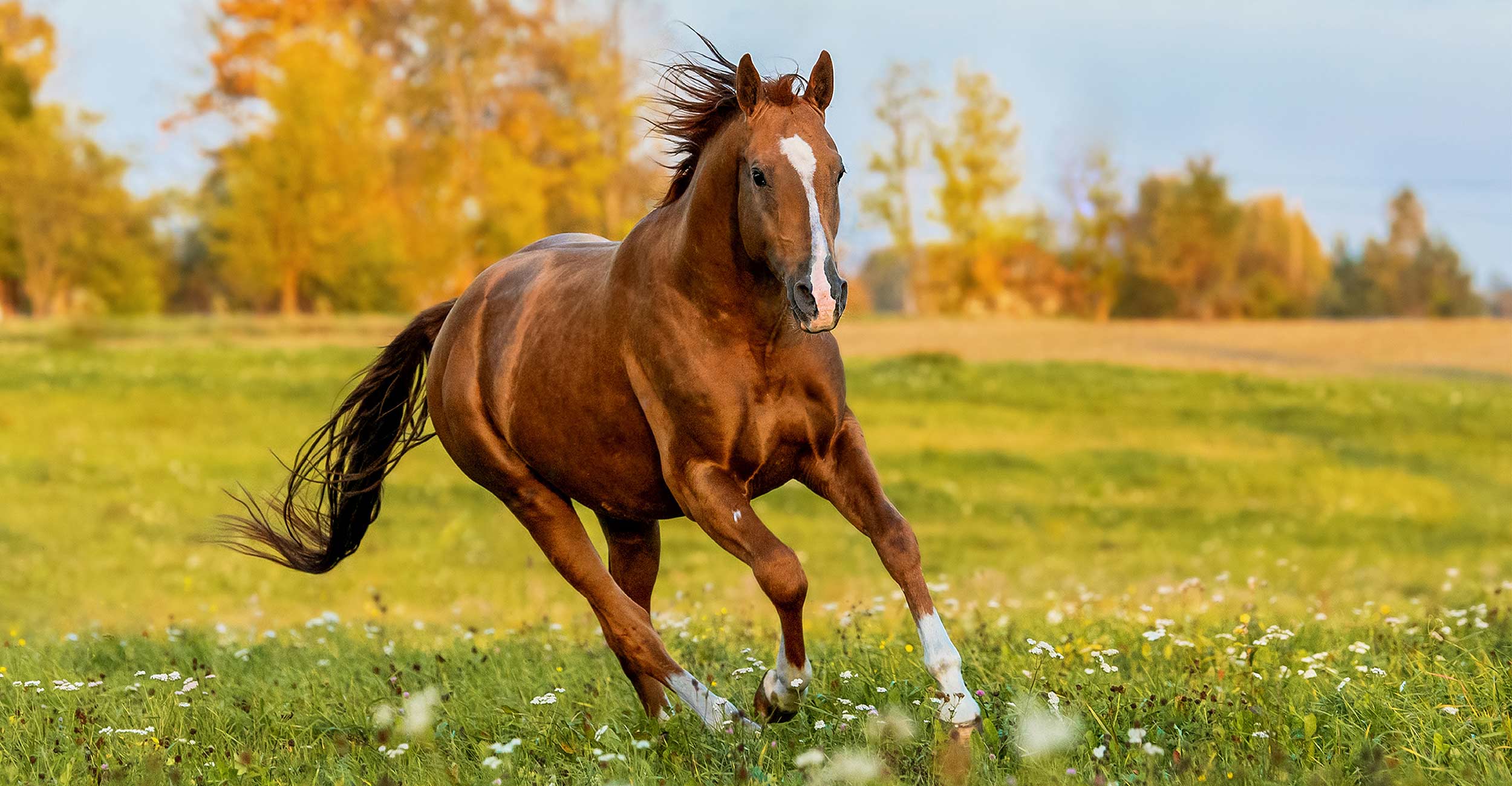 Il significato di A caval donato non si guarda in bocca e perché questo proverbio si dice così