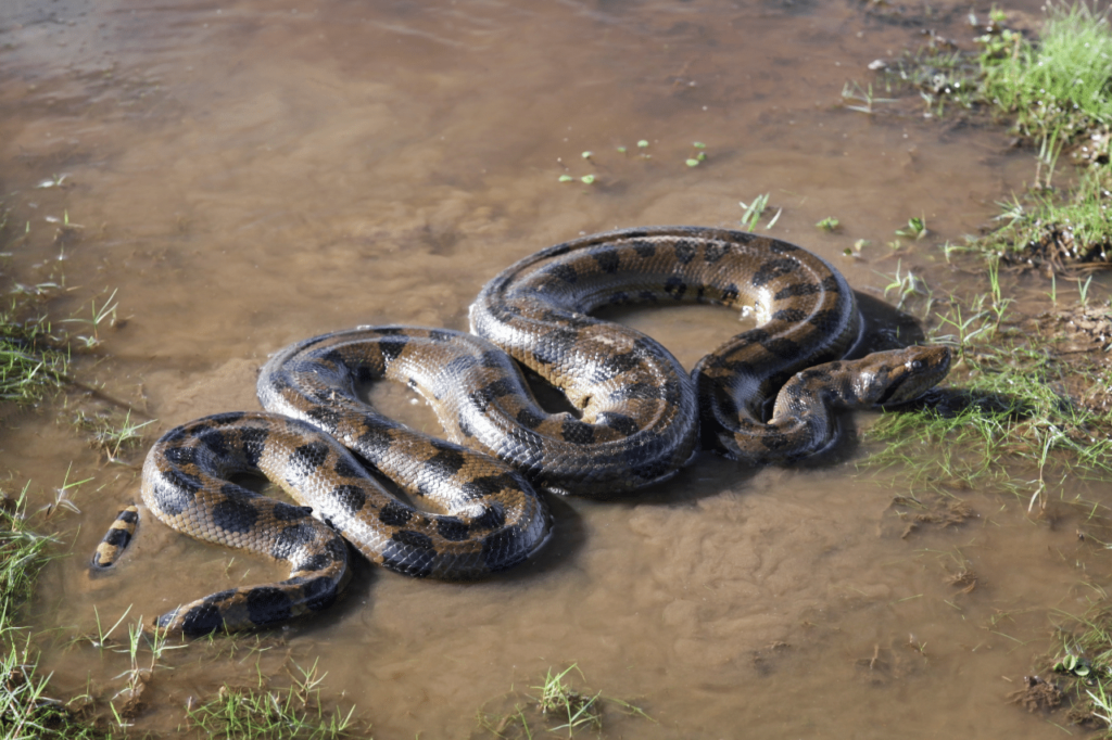 Qual è il significato di sognare serpenti e che cosa significa sognare serpenti che mordono?